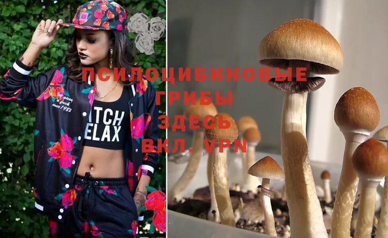 Псилоцибиновые грибы Magic Shrooms  наркошоп  Спасск-Рязанский 